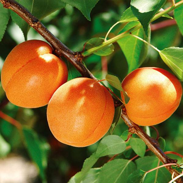 Abricots