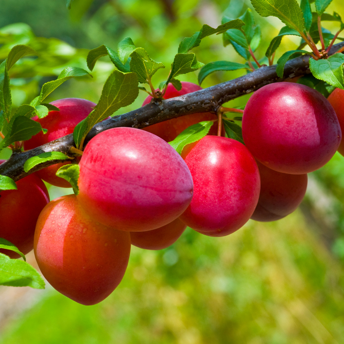 Prune