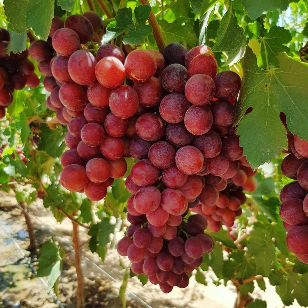 Raisin rouge
